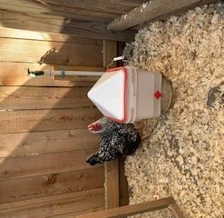 RentACoop 2 Gallon Chicken BPA-Free Plastic Bucket Waterer Set with 4 Horizontal Nipples - Center Placement 23 51v0 mZ359L