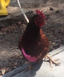 Mesh Chicken Harness Hot Pink Small 7 51vKY vpBL