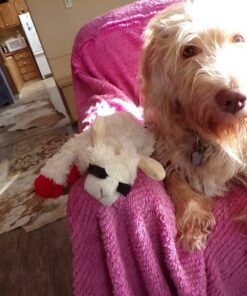 Multipet Plush Dog Toy, Lambchop, 10", White/Tan, Small 10" 51 51vRSQc4WL