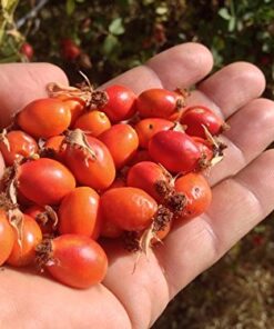 US Organic Rosehip Seed Oil, USDA Certified Organic, Cold Pressed, Virgin Organic, Amber Glass Bottle and Glass Eye Dropper for Easy Application - 2 oz (56 ml) 2 Fl Oz (Pack of 1) 16 51vmQmRSoiL