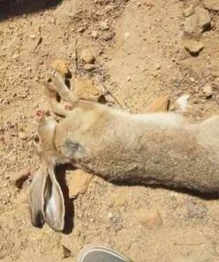 Crosman LUM77 Premier Domed Field 10.5g Target Pellets in a Tin, SILVER (500 Count) 47 51vtAcgO3L