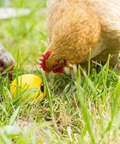 Lixit Chicken Feeder Toy (1 Pack) 1 Pack 12 51vwWtwZCqL