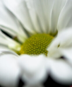 Nikon AF-S VR Micro-NIKKOR 105mm f/2.8G IF-ED Lens Lens Only 70 51vwn3Q1t4L