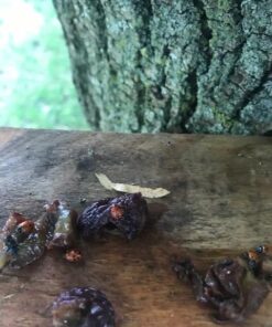 300 Live Ladybugs - Good Bugs - Ladybugs - Guaranteed Live Delivery! 43 51vz35ibbML