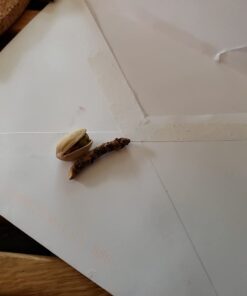 Wonderful Pistachios In Shell, Roasted and Salted Nuts, 48 Ounce Resealable Bag - Healthy Snack, Protein Snack, Pantry Staple Roasted & Salted 3 Pound (Pack of 1) 32 51w3IOPTOQL