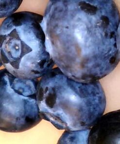 Celestron 44313 Micro Fi Wi-Fi Microscope (Gray) 21 51wMul66ybL