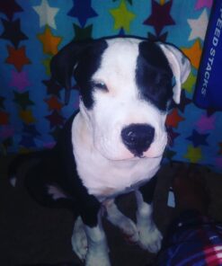 KONG - Cozie Marvin Moose - Indoor Cuddle Squeaky Plush Dog Toy - for Small Dogs Gold,brown 33 51waMh5ys8L