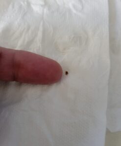 Herb Pharm Stone Breaker (Chanca Piedra) Compound Liquid for Urinary System Support - 1 Fl Oz 1 Fl Oz (Pack of 1) 30 51wmXGkk7oL