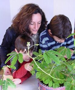 TickleMe Plant Seed Packets (3) and Free Complete Care Book - Grow The Only Plant That Closes Its Leaves When You Tickle It | Adult TickleMePlant can Also Produce Pink Cotton Flowers | 11 51wqCPYwbdL