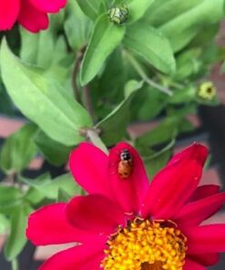 300 Live Ladybugs - Good Bugs - Ladybugs - Guaranteed Live Delivery! 44 51x 2EGFkWL