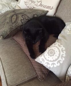 Comfort Zone Calming Diffuser Kit for Cat Calming Single Diffuser Kit Old Feliway Formula 33 51x606mZ2IL