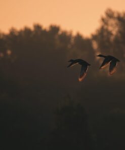 Tamron SP 150-600mm F/5-6.3 Di VC USD G2 for Nikon Digital SLR Cameras 56 51xC8RTQnCL