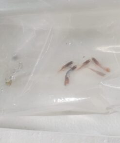 WorldwideTropicals Live Freshwater Aquarium Fish - 5-Pack of Mixed Color Male Guppies - by Live Tropical Fish - Great For Aquariums - Populate Your Fish Tank! 28 51xKOkHwR3L