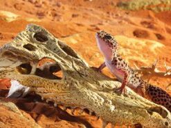 Alternative view of Exo Terra Terrarium Decor Croc Skull LQ, for Reptile and Amphibians Crocodile