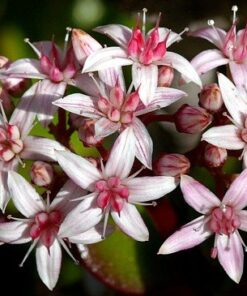 Hobbit Jade Plant - Crassula ovuta - Easy to Grow - 4.5" Pot 19 51xUTrD0s3L