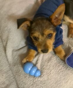 KONG - Puppy Toy Natural Teething Rubber - Fun to Chew, Chase and Fetch - for Small Puppies - Blue 33 51xeqBkxleL