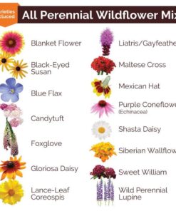 Eden Brothers All Perennial Wildflower Mixed Seeds for Planting, 1/4 lb, 120,000+ Seeds with Lupine, Shasta Daisy | Attracts Pollinators, Plant in Spring or Fall, Zones 3, 4, 5, 6, 7, 8, 9, 10 1/4 Pound 33 51xpHHEFLbL