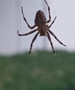 52MM 0.43x Altura Photo Professional HD Wide Angle Lens (w/Macro Portion) for Nikon D7100 D7000 D5500 D5300 D5200 D5100 D3300 D3200 D3100 D3000 DSLR Cameras 52MM 43 51y2vFUqVL