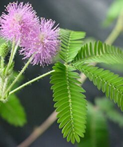 TickleMe Plant Seed Packets (3) and Free Complete Care Book - Grow The Only Plant That Closes Its Leaves When You Tickle It | Adult TickleMePlant can Also Produce Pink Cotton Flowers | 10 51y4KFyKIEL