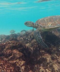 HTC RE 16.0MP Waterproof Digital Camera (White) White 22 51yJ7putkTL