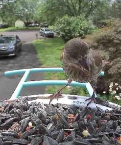 NETVUE Birdfy AI - Smart Bird Feeder with Camera, Free AI Forever, Auto Capture & Identify 6000+ Bird Species, Bird Videos for Birdwatching, Ideal Gift for Bird Lover Blue 45 51yUGFMXuPL