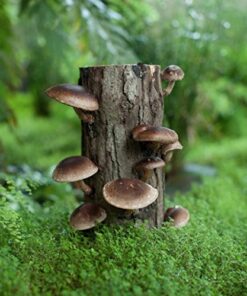 100 Shiitake 100 Mushroom Plug Spawn Edible Mycelium Plugs 26 51yYx GMHTL