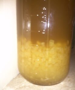 Quarter Cup Florida Sun Kefir Exclusive LIVE Prickly Pear Cactus Nodules Virgin Water Kefir Grains Unused 31 51yt6Lti6eL