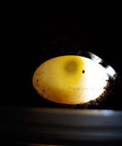 Alternative view of GQF Thermal Air Hova-Bator