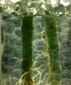 1 Pound Bag of Water Beads - Clear 42 51zOgSuUKiL