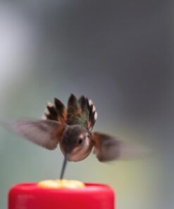 Perky-Pet 202F Replacement Yellow Feeder Flowers 3W x .77D ins. 18 51zUWX4j7OL