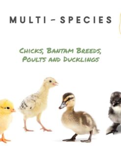 Alternative view of Manna Pro Chicken Supplies | Chicken Grit, Grit for Chicken Food | 25 Pounds Original Version