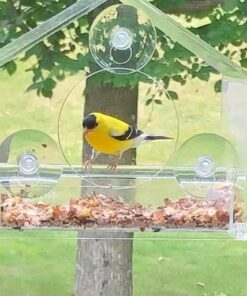 Nature Gear Window Bird Feeder - Refillable Sliding Tray - Weather Proof - Snow and Squirrel Resistant - Drains Rain Water - See Songbirds from Home! (House Style) (House Model) House 36 51zY fqp1 L