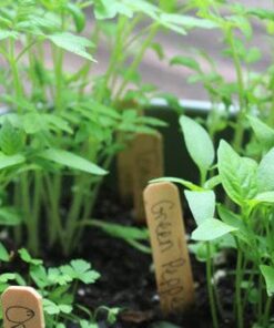 Backyard Safari Company Sunny-Side Up Gardens, Little Pizza Garden 13 51zYI350QVL