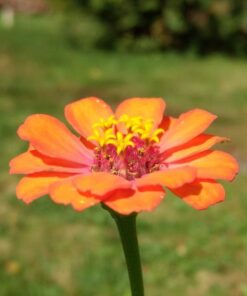 Bee Friendly Wildflower Seed Mix - Bulk 1 Ounce Packet - Over 7,500 Open Pollinated Seeds - Save The Bees! 1 Ounce Pouch 53 51zpnAhxwKL