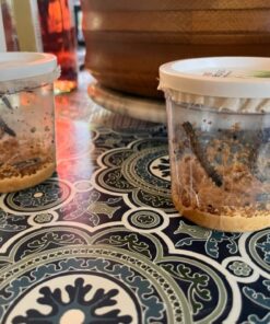 10 Live Caterpillars Shipped Now: Butterfly Kit Refill 49 61 4njBqY1L