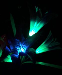 TONULAX Solar Garden Lights Outdoor - New Upgraded, Multi-Color Changing Lily Solar Lights for Patio,Yard Decoration, Bigger Flower and Wider Solar Panel (2 Pack,Purple and Red) 2 Pack 43 61 61jQWBxL