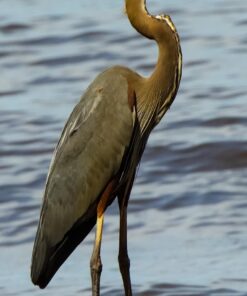 Tamron SP 150-600mm F/5-6.3 Di VC USD G2 for Canon Digital SLR Cameras Lens Only 51 61 HVtqezDL