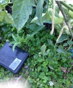 Neogen Ramik Green Fish Flavored Weather Resistant Rodenticide Nuggets, 4 lb bag 4-pound pouch 40 61 NR8v7PlL