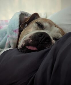 Vet’s Best Enzymatic Dog Toothpaste | Teeth Cleaning and Fresh Breath Dental Care Gel | Vet Formulated | 3.5 Ounces 1 Count 43 61 OYmpPJhL