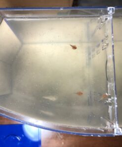 50 Eggs of Triops Longicaudatus (Tadpole Shrimp) Triassic Dinosaur Living Fossil 14 61 SazrJhmL