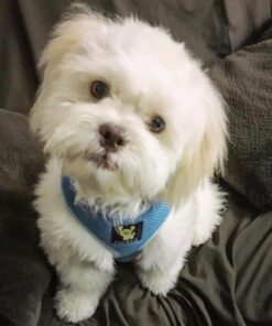 VETRISCIENCE Laboratories Vetri Mega Probiotic and Prebiotic for Dogs and Cats, 120 Capsules - Digestive Relief - Easy to Give Capsules - GI Support 27 61 jqJc2OL