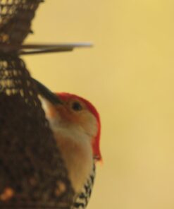 Sigma 150-600mm f/5-6.3 DG OS HSM Contemporary Lens for Canon EF Bundle Includes Manufacturer Accessories + 72 inch Monopod with Quick Release + UV Filter + Lens Pen + Microfiber Cleaning Cloth 23 61 plc3VwGL