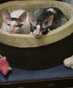 K&H Pet Products Thermo-Kitty Bed Heated Cat Bed Small 16 Inches Mocha/Tan 16.0"L x 16.0"W x 6.0"Th Retail Package 31 61 t2MUTbbL