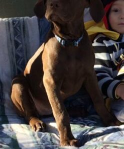 IAMS Smart Puppy Large Breed Dry Dog Food with Real Chicken, 30.6 lb. Bag 30.6 Pound (Pack of 1) 45 61 y1vxFAQL