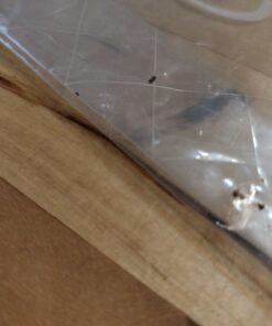 Coastal Pet - Safari - Cat Flea Combs - Grooming Supplies 18 6105rgLukL