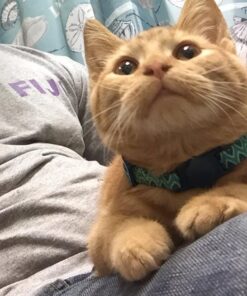 Petmate Aspen Pet Breakaway Fashion Collar, 3/8" x 8-12", Sub Geo Blue 3/8" x 8-12" 35 61067SuvEoL