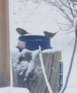 K&H Pet Products Thermal-Bowl Outdoor Heated Dog Bowl Blue 96 Ounces 36 61073cos3BL