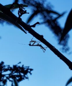 Praying Mantis adults Case with Hatching Habitat Bag - 2 Praying Mantids Egg Cases 2 Pod Habitat Bag 33 610LCVl2XVL