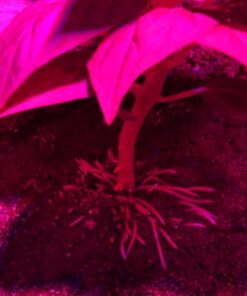 General Hydroponics RapidStart, Plant Food, 1-0.5-1, 125 mL. 41 610MOfC6vPL