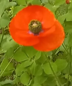 Hummingbird Nectar Wildflower Seeds Bulk Open-Pollinated Wildflower Seed Mix Packet, Non-GMO, No Fillers, Annual, Perennial Wildflower Seeds Year Round Planting - 1 oz 99 610OURDz1vL